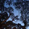 Avatar 1