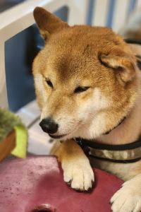 WK123 AHG 峴港阿爾塔拉套房飯店優惠