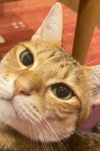 Satosaru 阿瑞圖薩酒店優惠