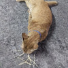 Orangecat