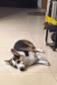 大条节瓜 新大阪正面口維亞飯店 JR西日本集團優惠