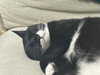 흉꼬