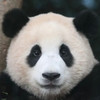 히라키