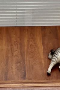 だぁこ ホテルスプリングス幕張 クーポン