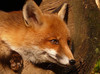 Fox Bro 1337