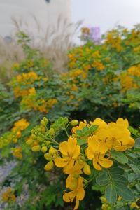 RSiu ダイワロイネットホテル 名古屋駅前 クーポン