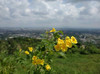 Tripthai