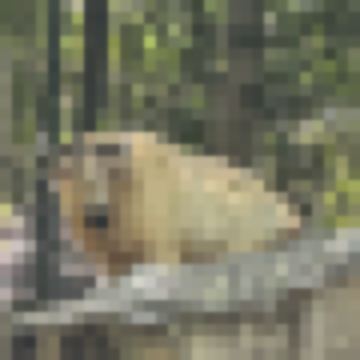 Mimi_trvl