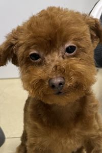 訪客用戶 京都寶池皇家王子傲途格精選飯店優惠