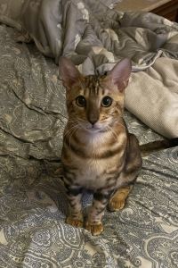 xjoex2008 嘉仕特飯店優惠