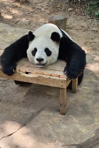 PandaPandaPanda 吉隆坡Jalan Pahang萬楓飯店優惠