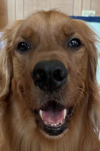 訪客用戶 三井花園飯店 岡山優惠