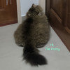 fatty.dino