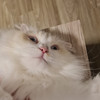 kyubi