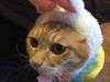 老猫ミー