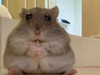 꼬지모