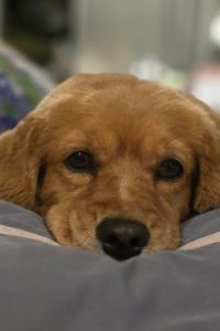 zoumum 峴港希爾頓飯店優惠