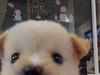 강아지는고양이