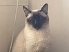 Missy E