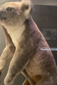 Look123 布里斯班春山大都會汽車旅館優惠