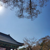 단미 지니