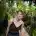 laurelredwood