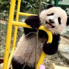 Trần Gia Lah!