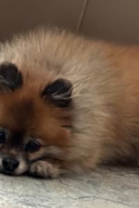 Mr Chick Chick 弘大風尚旅館優惠