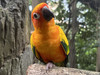 Mr Parrotravel