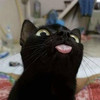 chiffongreat