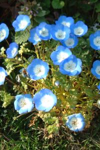 Moonflower0226 トリフィート ホテル＆ポッド 金沢百万石通 クーポン