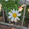 Ssonglove