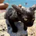MISTER KURO
