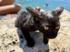 MISTER KURO