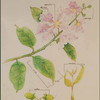 prapadsorn arm