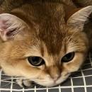 Bu’s cat