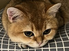 Bu’s cat