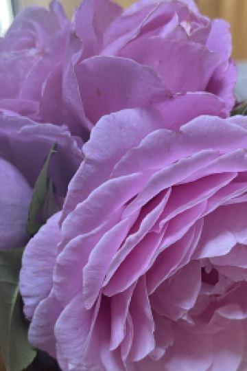 ゲスト ホテル リソル トリニティ 札幌 クーポン