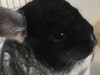 みみぽん