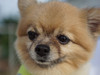 Hachi.hp