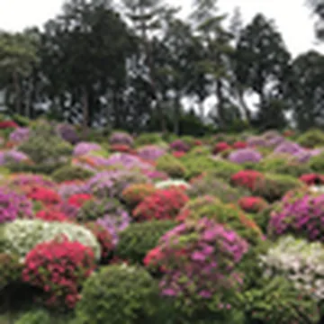 みかん･かおり