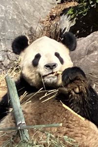 桜彩結良桃香楓レイ 白浜の宿　醍醐 クーポン