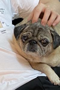 Yumo 芭東艾希莉高地飯店公寓優惠