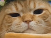 김토피