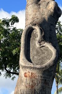 Seemy_00 コートヤード・バイ・マリオット大阪本町 クーポン