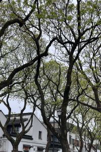 Jacky ywh 歐普斯住宅飯店優惠