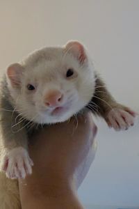 ゆーりギウス 天然温泉 蓮花の湯 御宿 野乃京都七条 クーポン