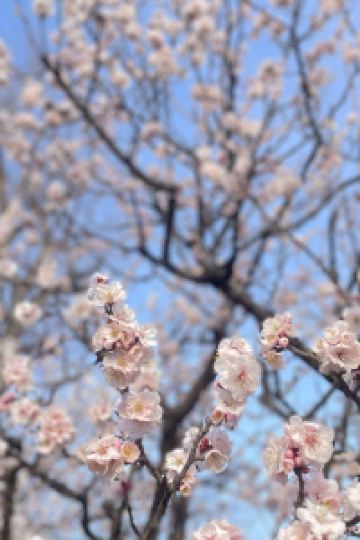 mielleyoung JR西日本グループ ヴィアイン新大阪 クーポン