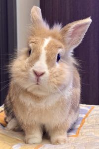 Priscilla^^