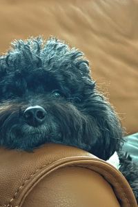 曾會玩 北投亞太飯店優惠